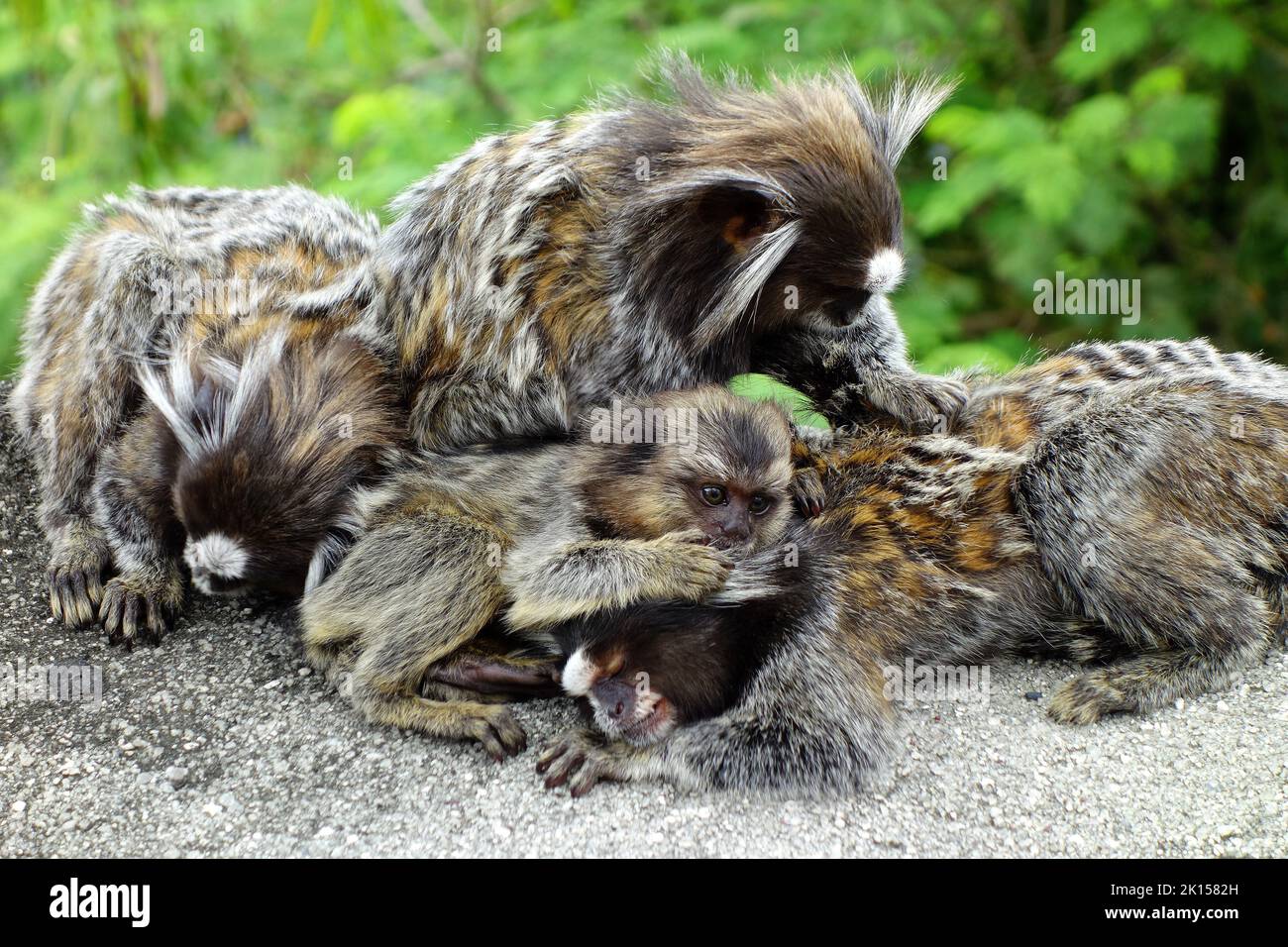 Common marmoset, Weißbüschelaffe, Callithrix jacchus, Sugarloaf Mountain, Pão de Açúcar, Rio de Janeiro, Southeast Region, Brazil, South America Stock Photo