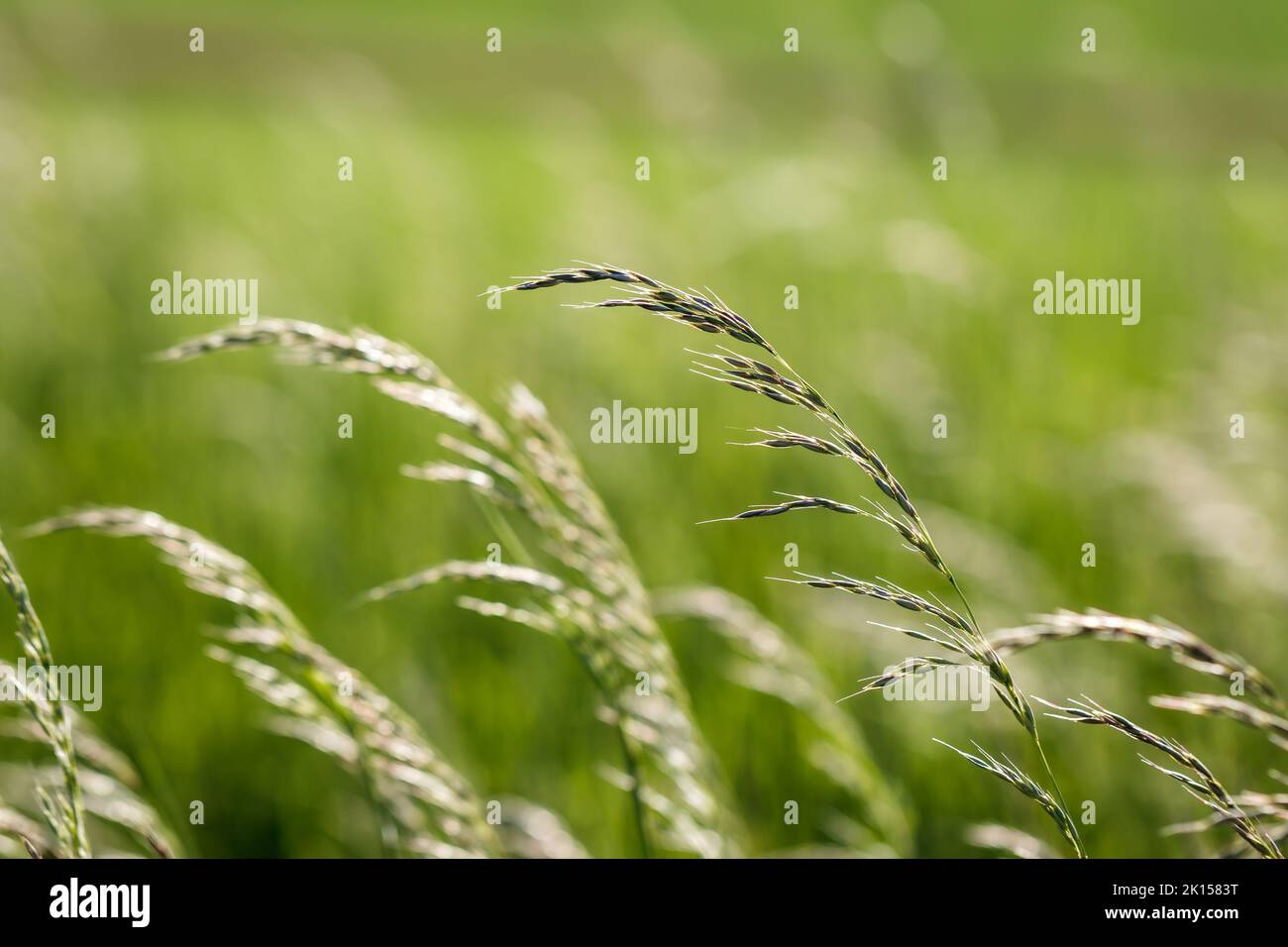 Grass in wind. Green background. Selective focus Stock Photo