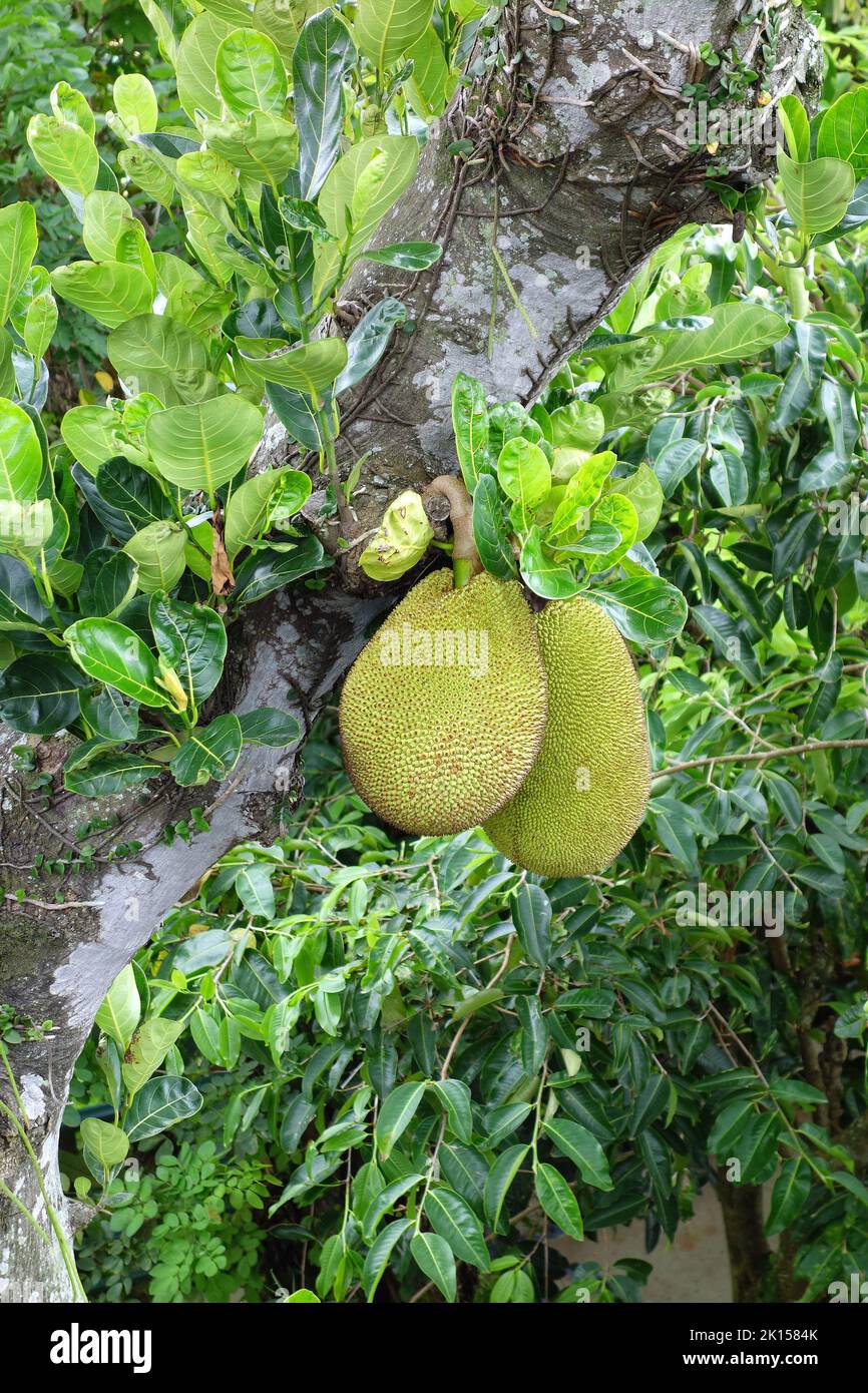 Jackfruit, Jackfruchtbaum, Artocarpus heterophyllus, Sugarloaf Mountain, Pão de Açúcar, Rio de Janeiro, Southeast Region, Brazil, South America Stock Photo