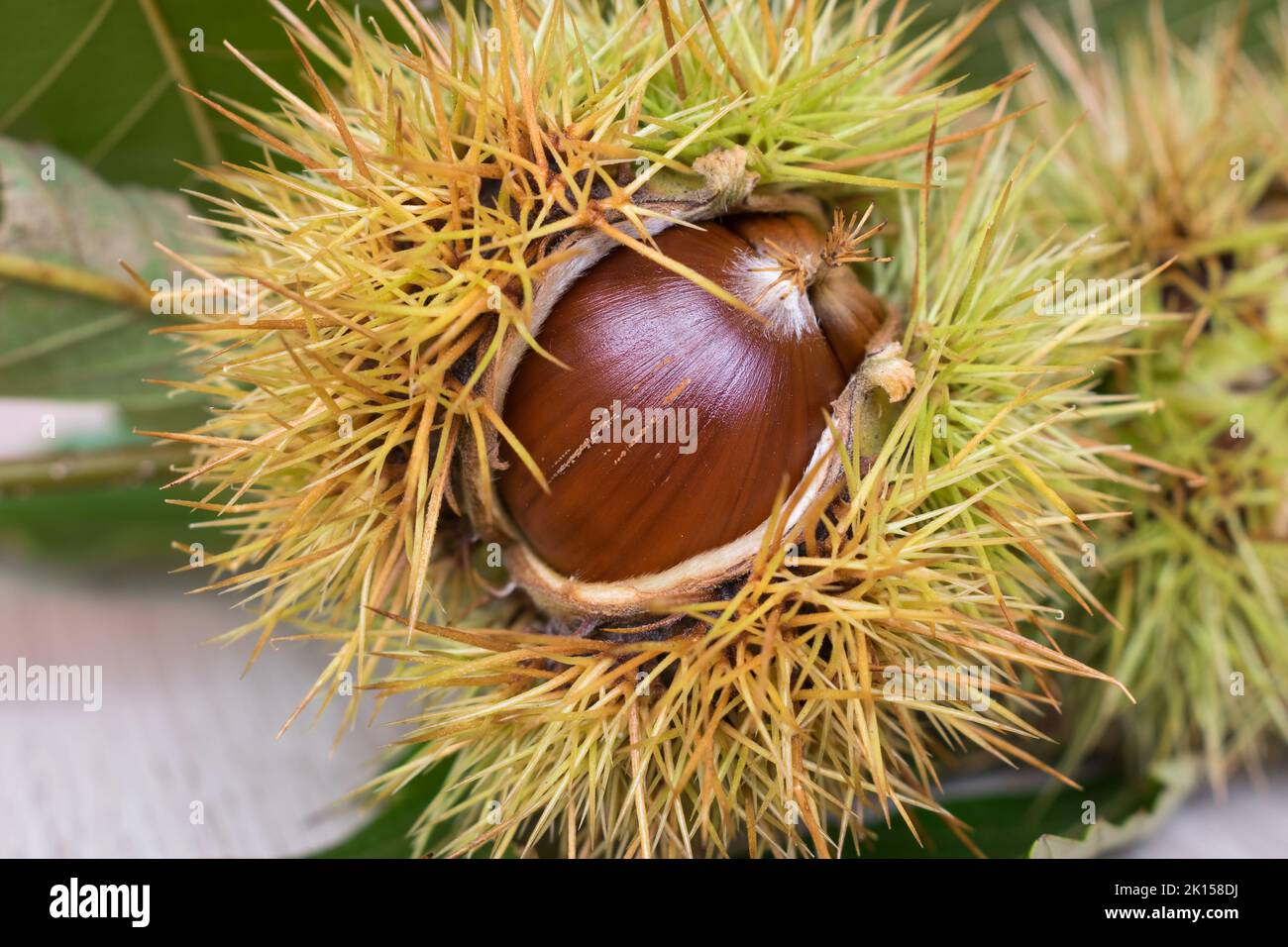 close-up chestnuts inside the hedgehog Stock Photo
