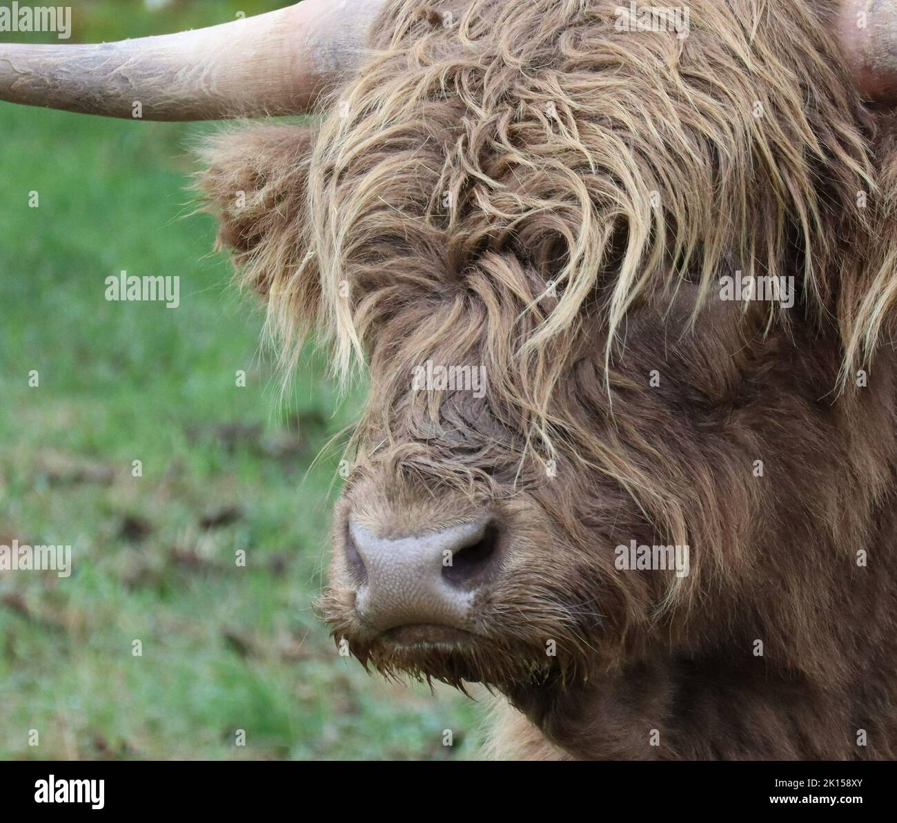 Scottish highland cattle in a Pasture Stock Photo - Alamy