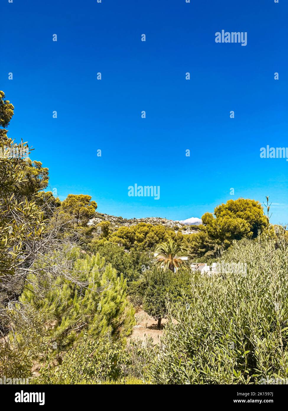 Amazing scenery of tropical trees, plants, shrubs and vegetation on a hot day in Teulada, Spain Stock Photo