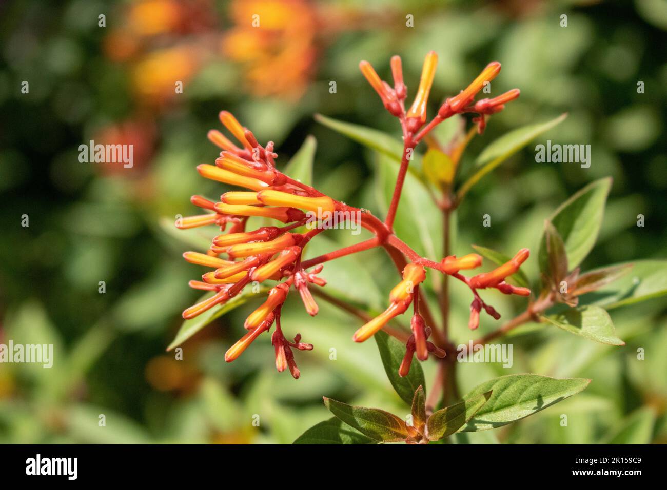 Close-up of a red and yellow Firebush plant Stock Photo
