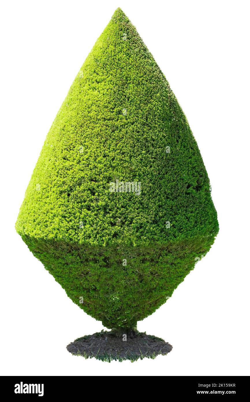 A beautiful green cone-shaped hedge Stock Photo