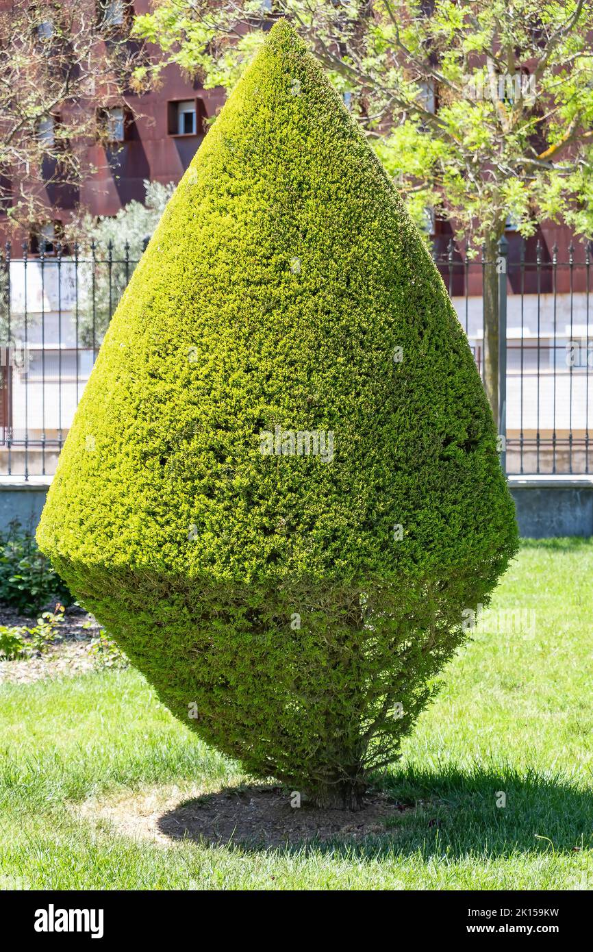 A beautiful cone-shaped hedge Stock Photo