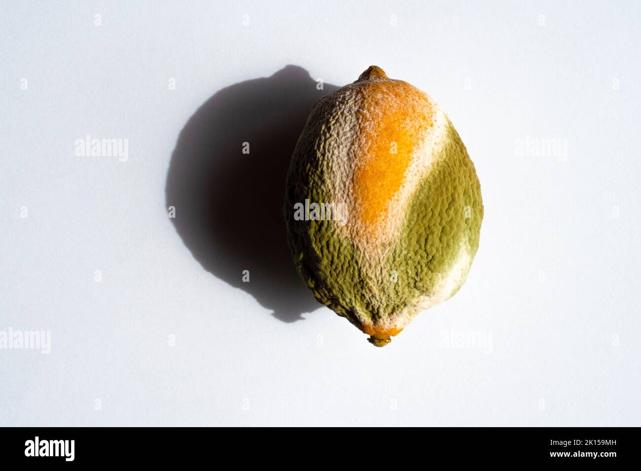 Moldy lemon on white background. Closeup of moldy lemon with natural