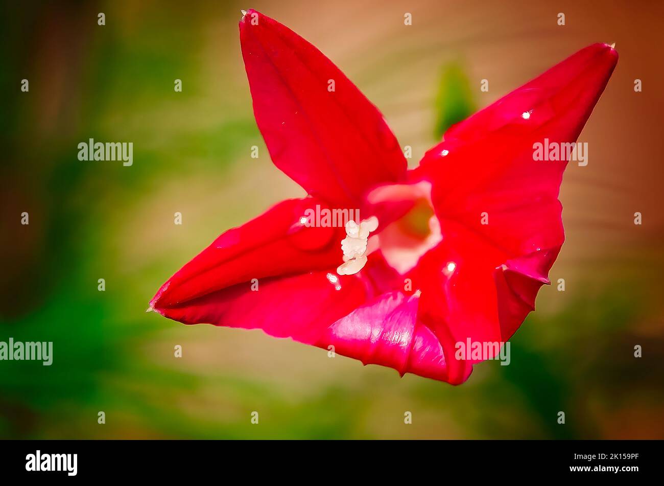 Cypress vine, a species of morning glory, blooms on a fence, Sept. 8, 2022, in Fairhope, Alabama. Stock Photo