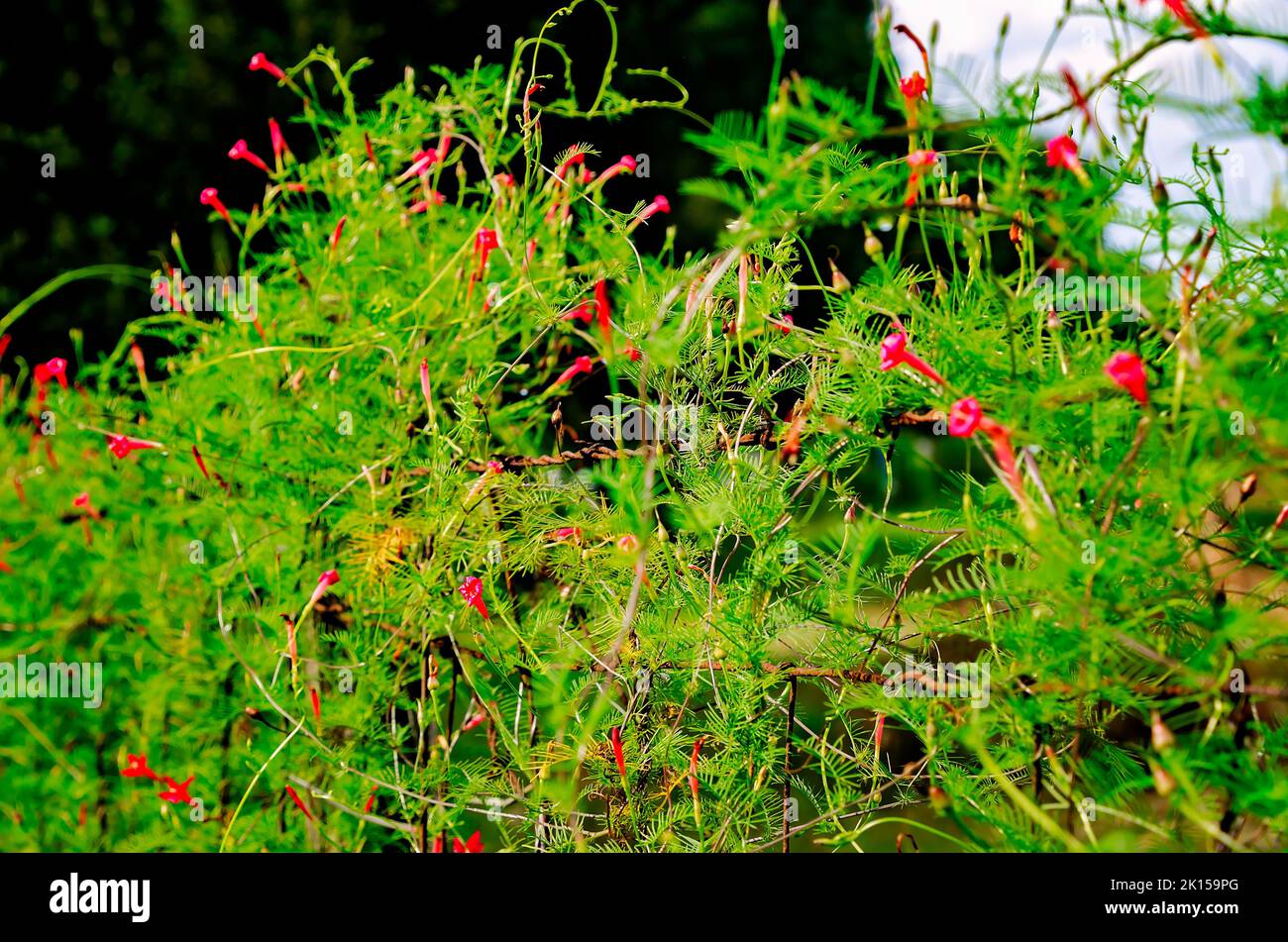 Cypress vine, a species of morning glory, blooms on a fence, Sept. 8, 2022, in Fairhope, Alabama. Stock Photo