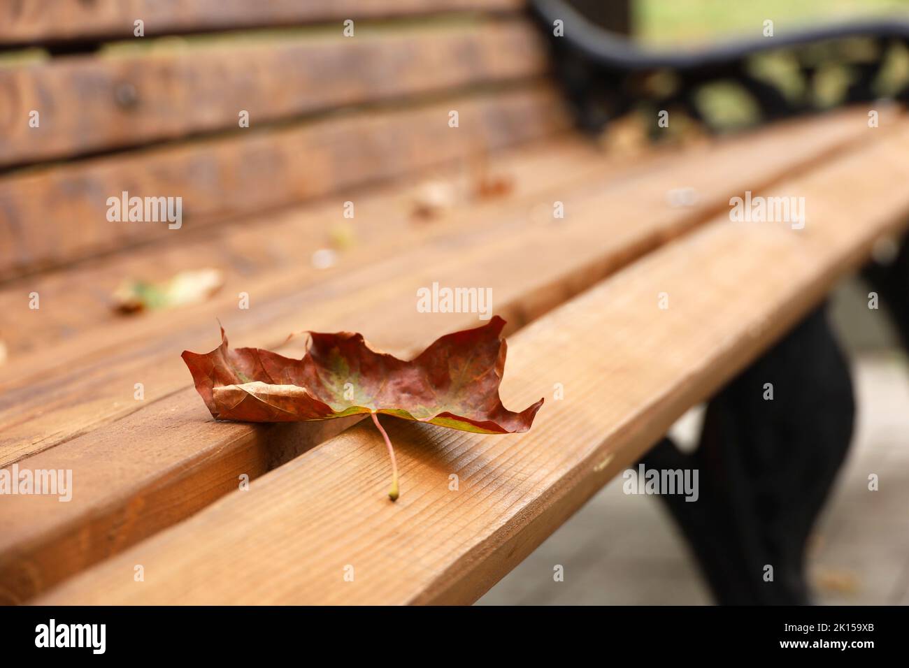 Autumn season, fallen maple leaf on wooden bench in city park Stock Photo