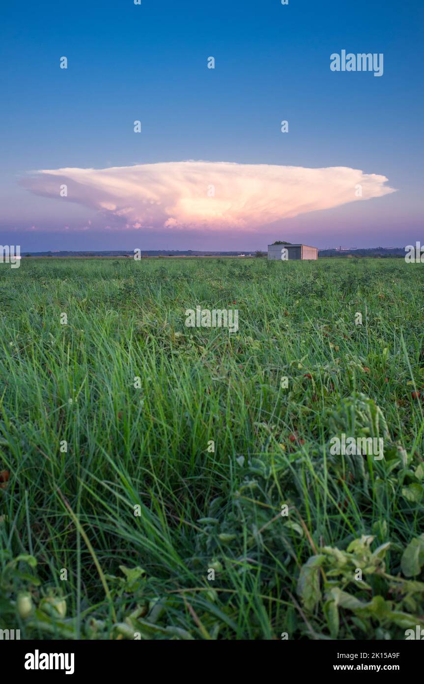 Cumulonimbus capillatus cloud over tomato field. Vegas Bajas del Guadiana, Badajoz, Spain Stock Photo