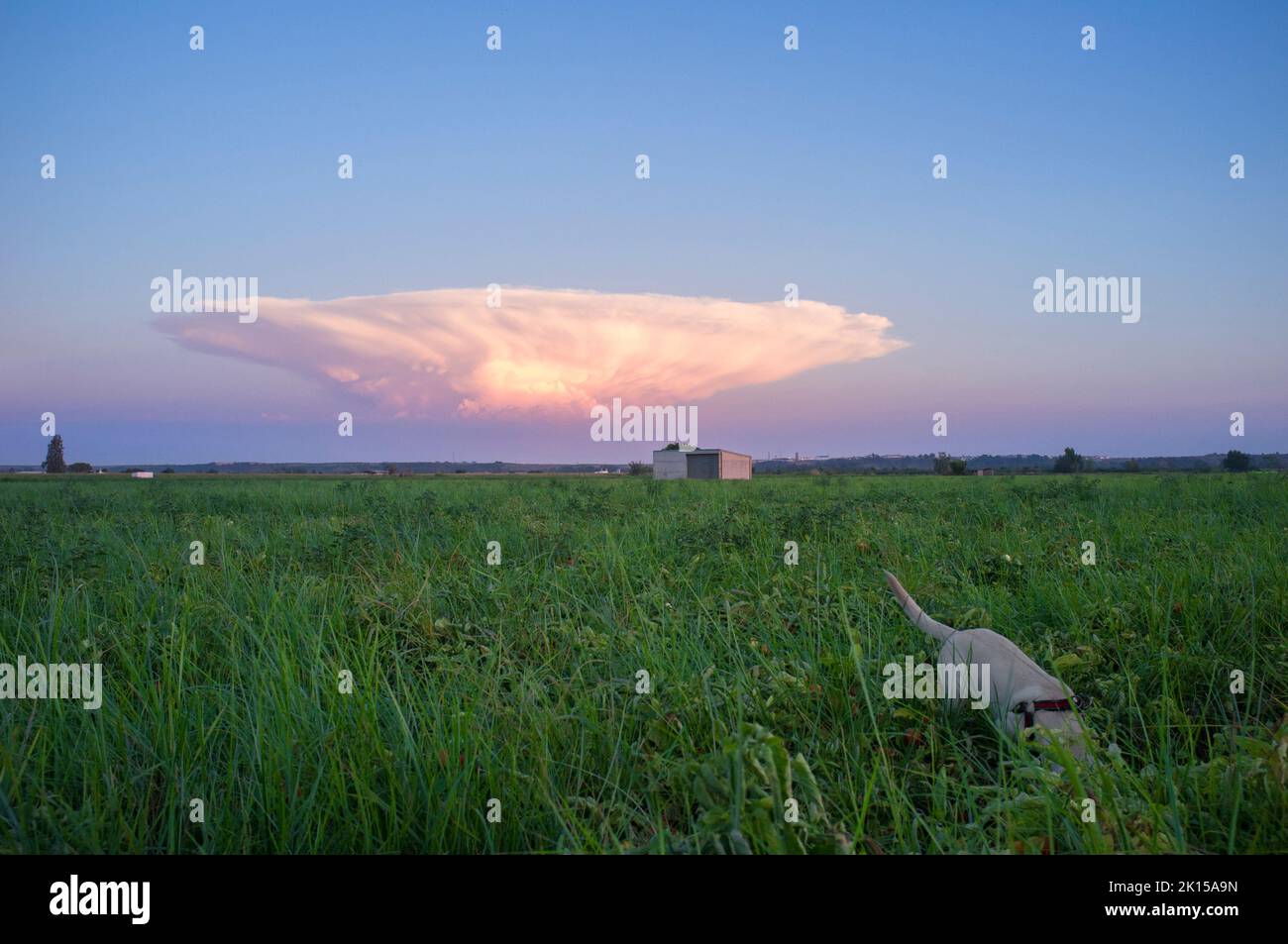 Cumulonimbus capillatus cloud over tomato field. Vegas Bajas del Guadiana, Badajoz, Spain Stock Photo