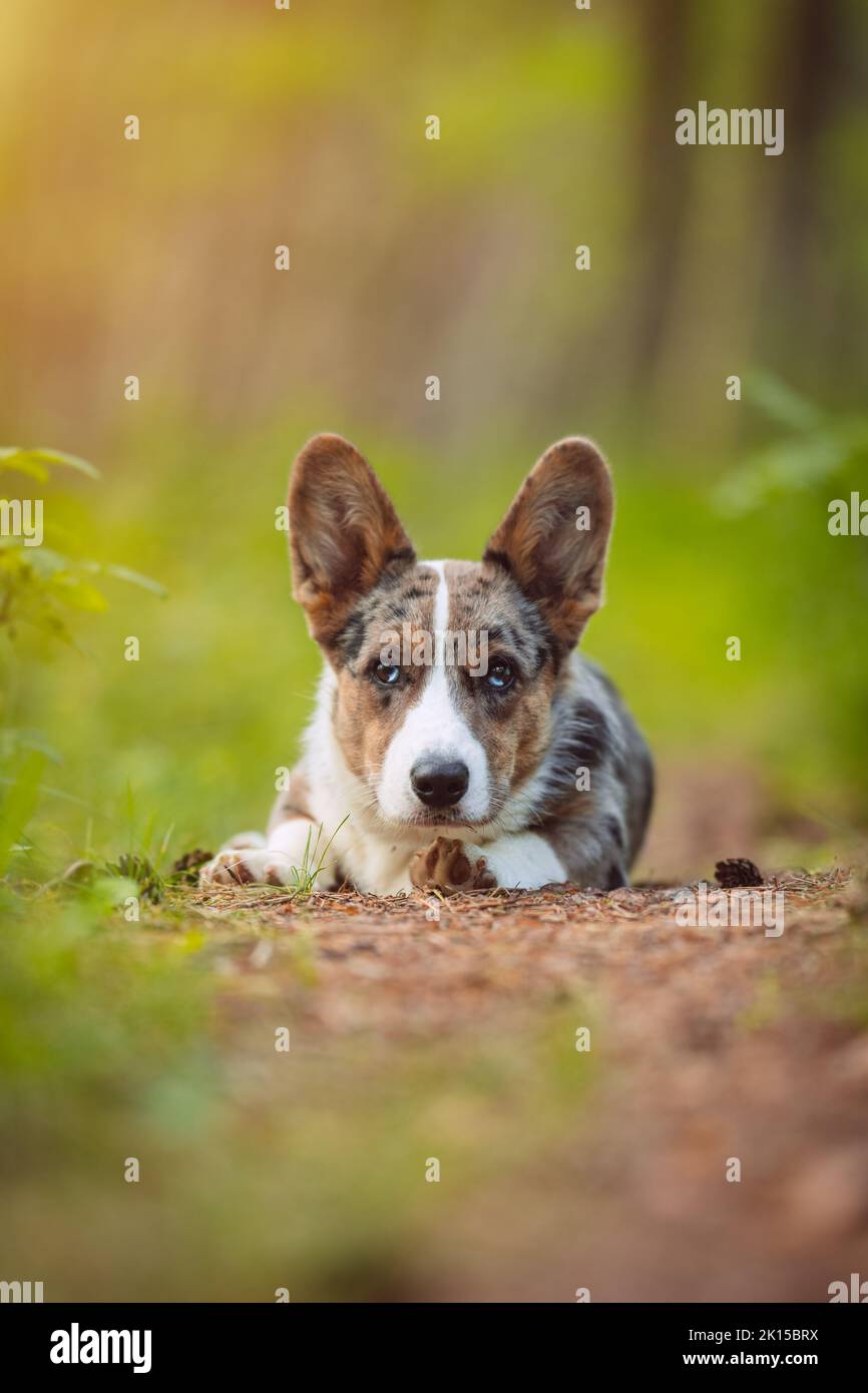Happy corgi dog puppy laying on the ground in forest. Portrait of beautiful purebred blue merle cardigan welsh corgi puppy. Stock Photo