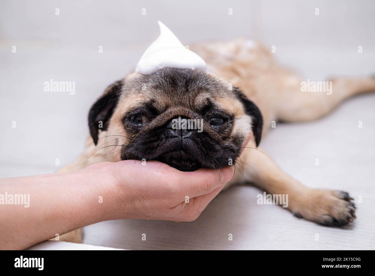 Owner or groomer washing pug dog in the shower, pets care and grooming