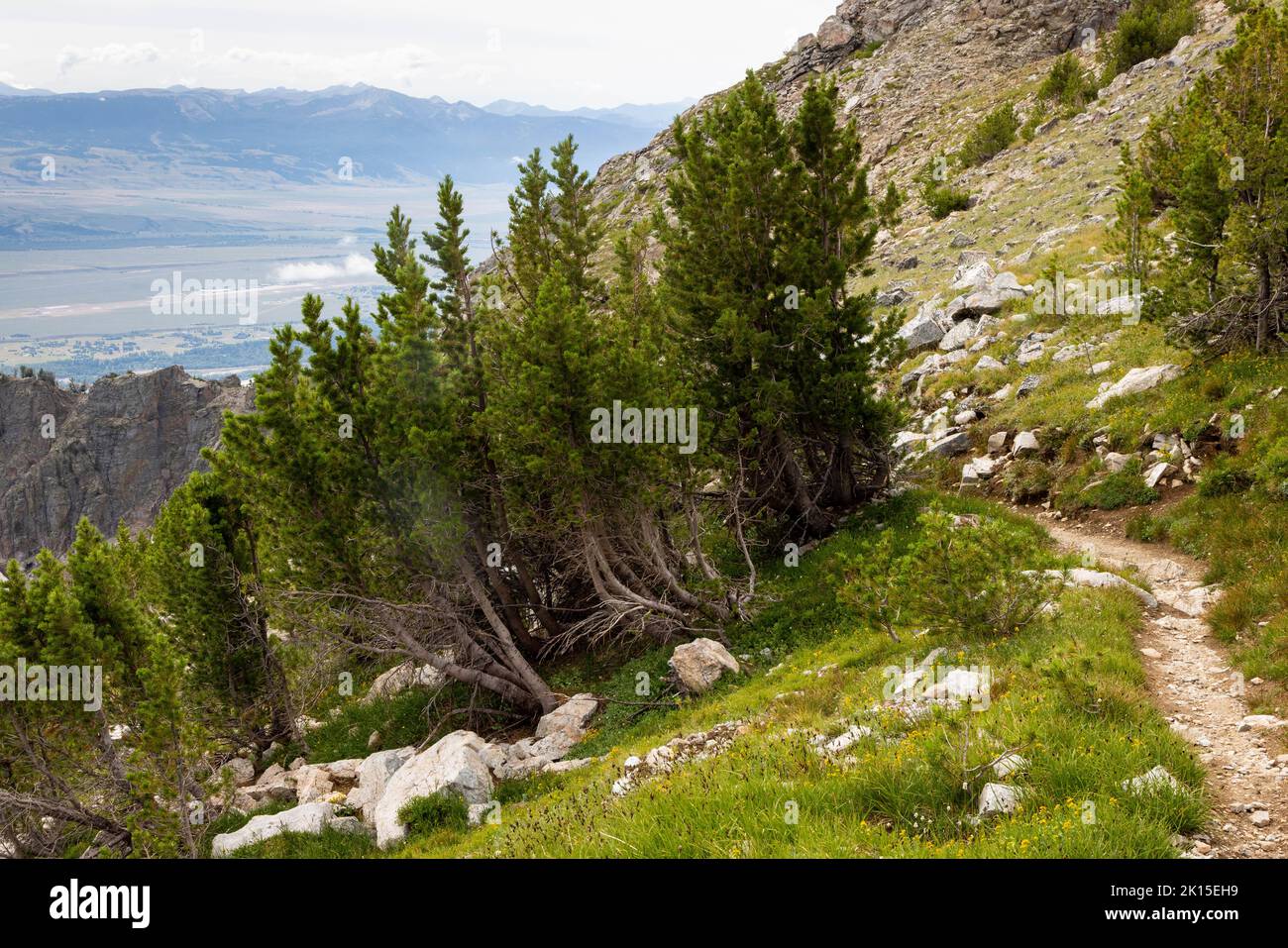 The Alaska Basin Trail descending through high alpine trees toward the