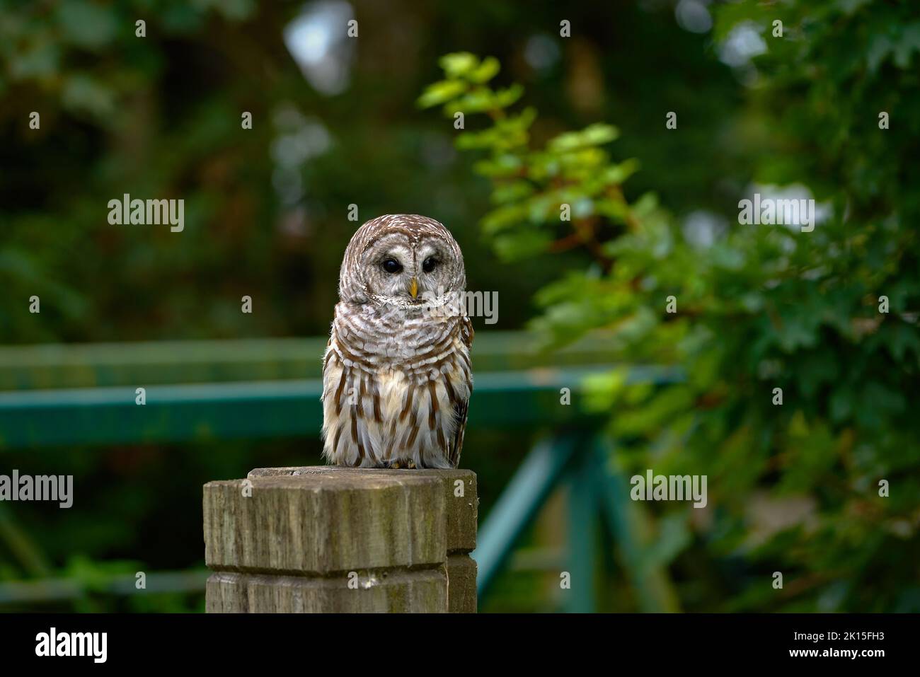Barred Owl on Fence Post. A Barred Owl resting on top of a fence post. Stock Photo