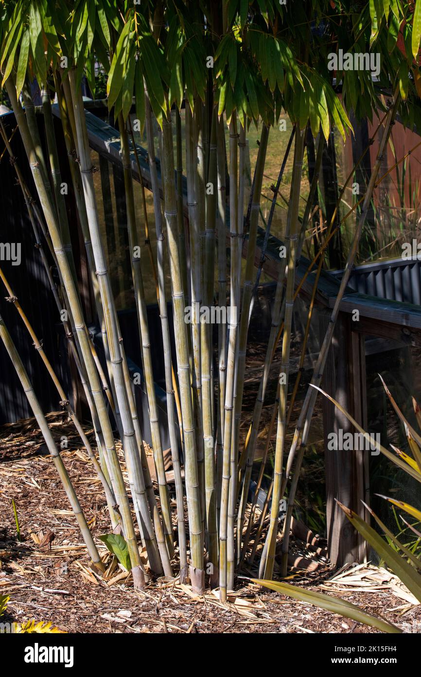 Close-up on Bamboo culms (Chusquea gigantea breviglumis) in Sydney, NSW, Australia (Photo by Tara Chand Malhotra) Stock Photo