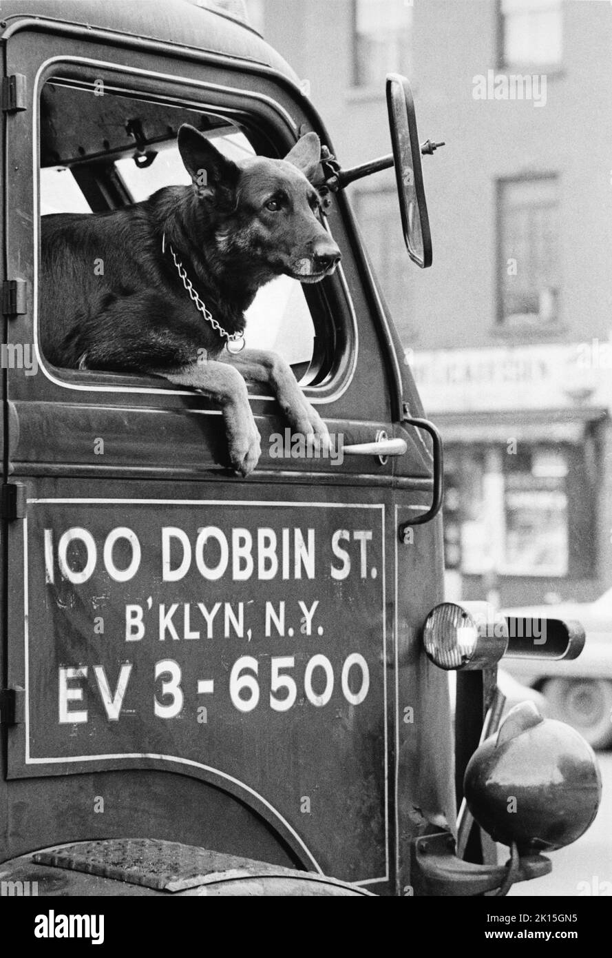 A dog looking out the window of an old truck in Brooklyn, New York. Stock Photo