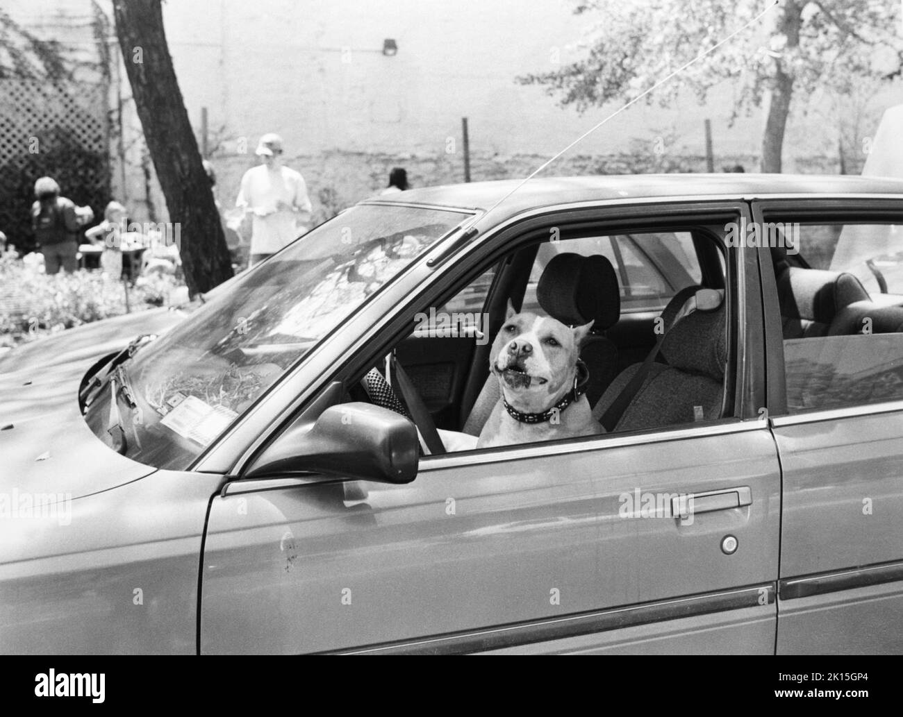 Dog in the driver's seat of a car. New York. Stock Photo