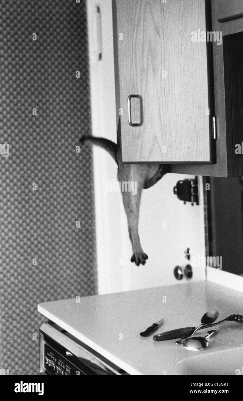 Cat hanging from kitchen cabinet. Stock Photo