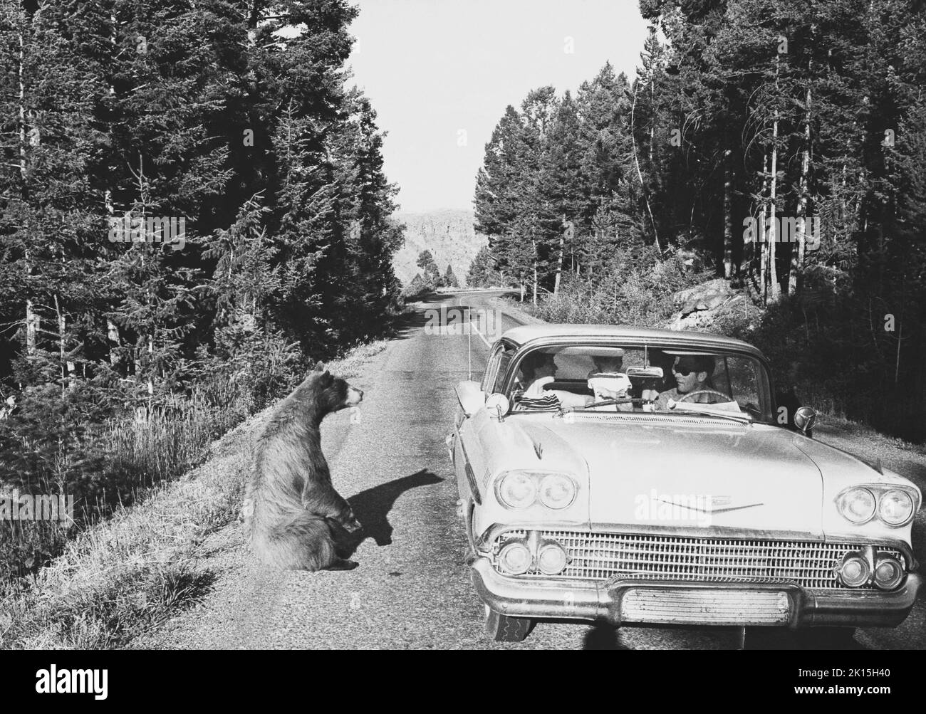 Brown bear begs in Yellowstone National Park, Wyoming in late 1950's. Car is a 1958 Chevrolet. Stock Photo