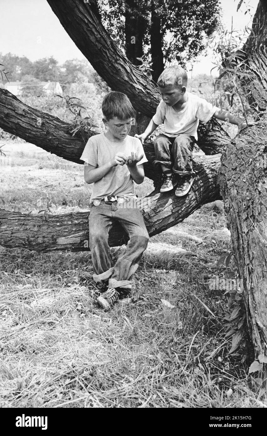 Brother tree climbers examine captured insect. Westchester County, New York. 1973. Stock Photo