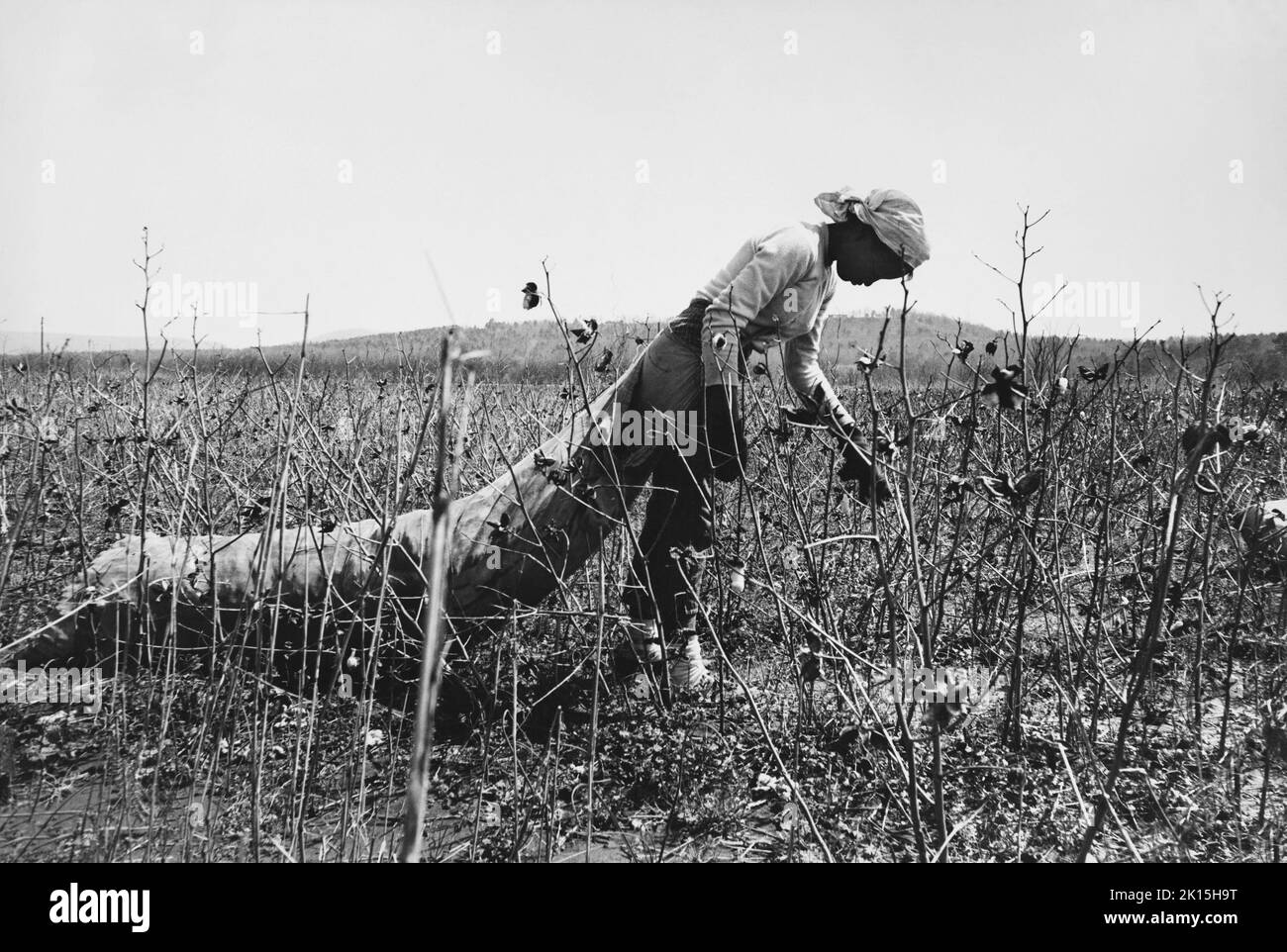 Picking cotton, Huntsville, Alabama. Stock Photo