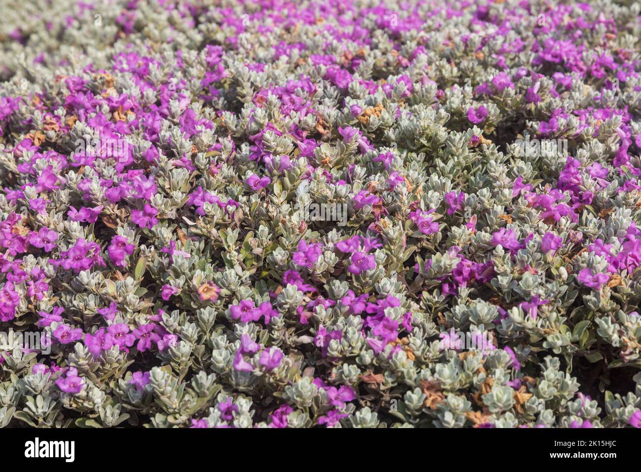 Leucophyllum candidum 'Thunder Cloud' in an urban landscape Stock Photo