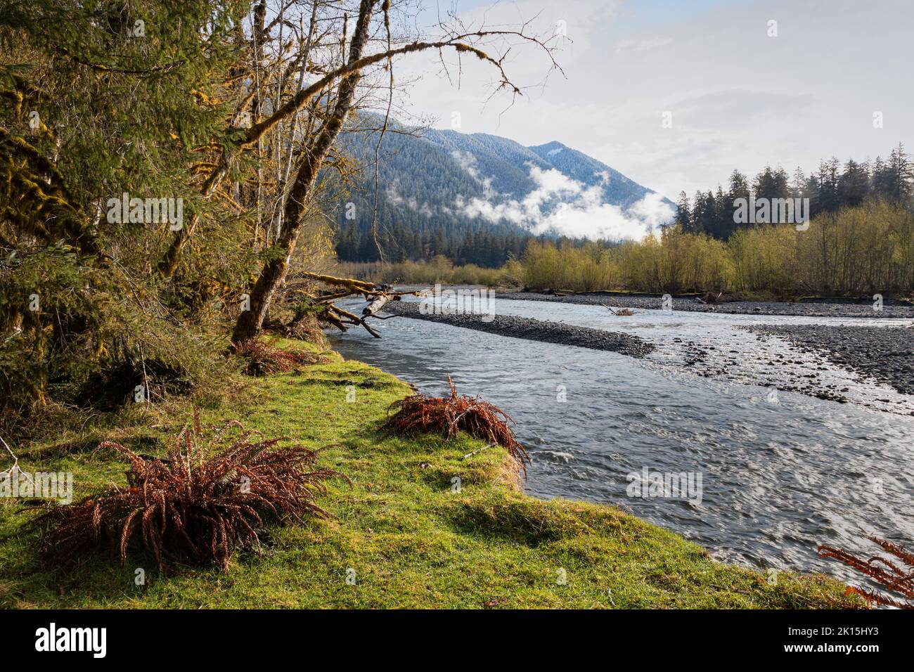 WA22031-00...WASHINGTON - The Hoh River in the Hoh River Valley in the rain forest area of Olympic National Park. Stock Photo