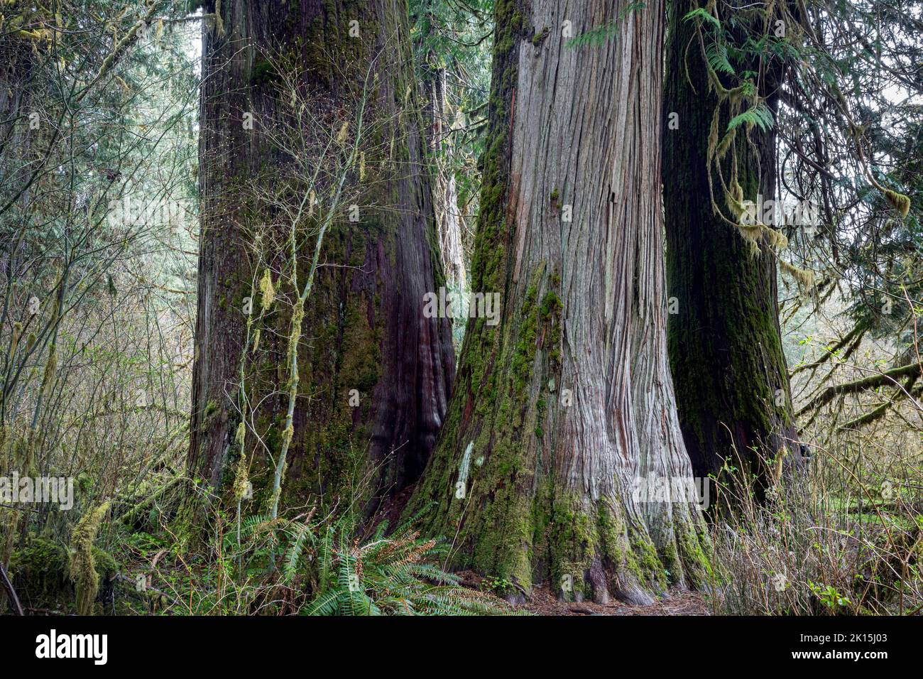 WA22032-00..WASHINGTON - Three large, old Western Red Cedar Trees viewed along the  Hoh River Trail in the Hoh Rain Forest of Olympic National Park. Stock Photo