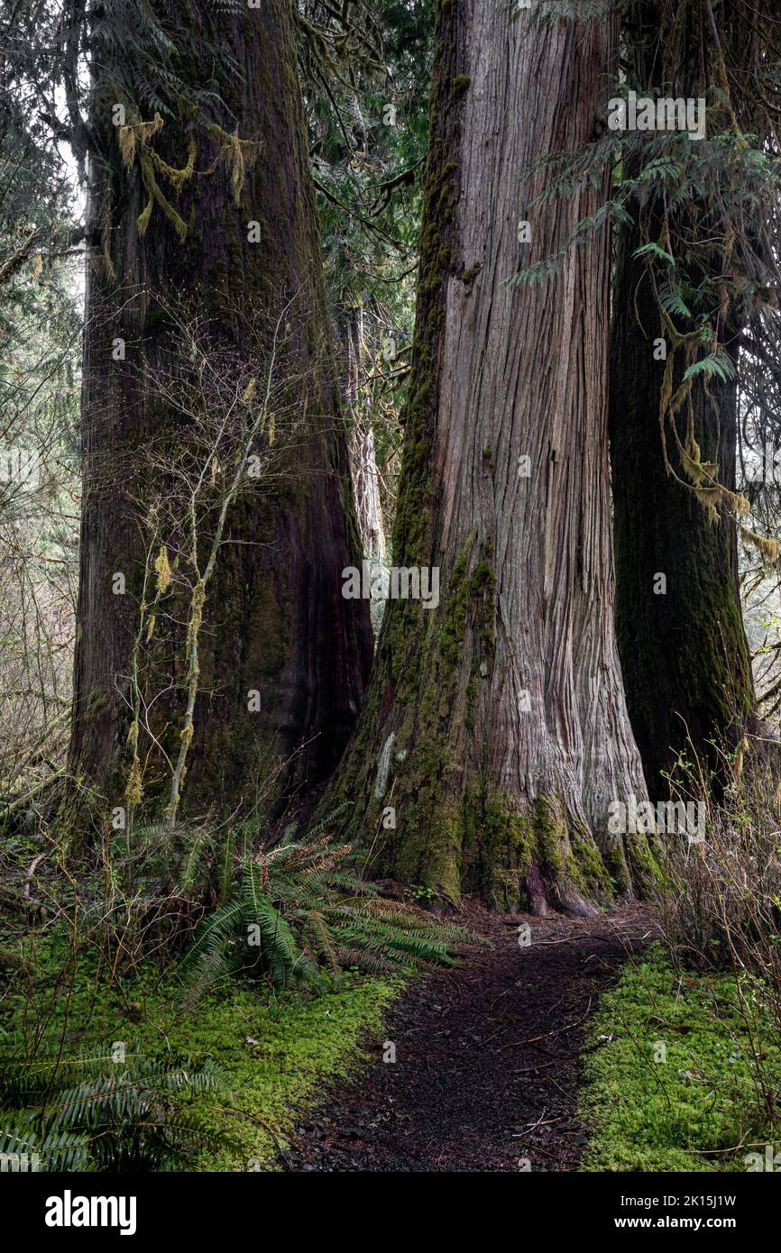 WA22033-00...WASHINGTON - Three large, old Western Red Cedar Trees viewed along the Hoh River Trail in the Hoh Rain Forest of Olympic National Park. Stock Photo