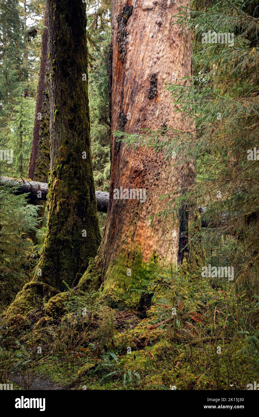 WA22034-00...WASHINGTON - Old giant decaying with the help of ants and woodpeckers, part of life in the Hoh Rain Forest of Olympic National Park. Stock Photo