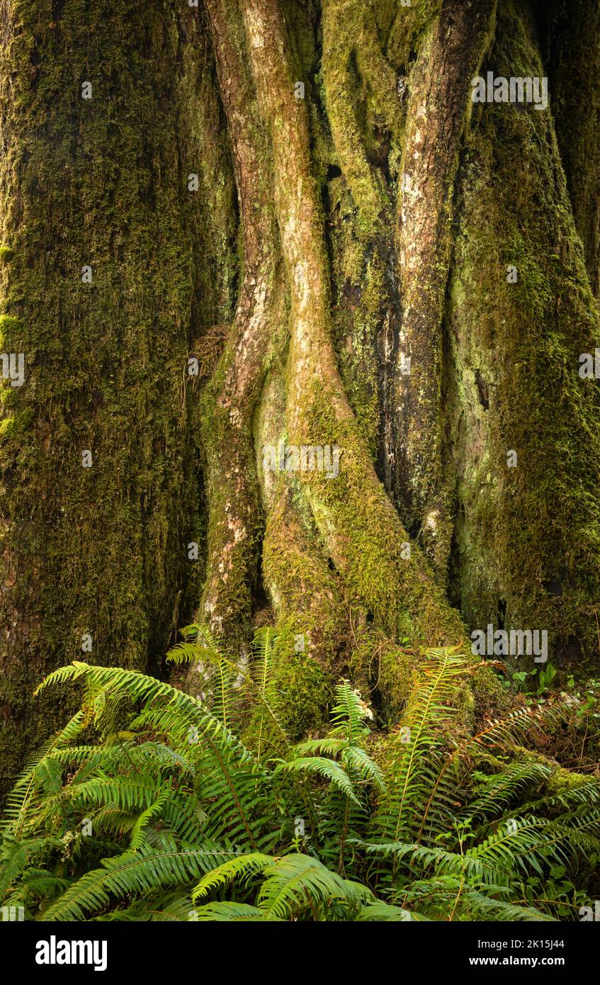 WA22036-00...WASHINGTON - Complicated trunk of a giant tree in the Hoh River Rainforest, Olympic National Park. Stock Photo