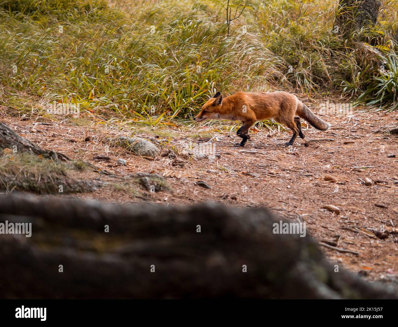 A wild fox in the wild in the Slovak forest. Stock Photo