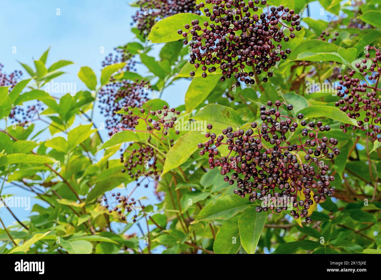 Ripe berries of black elderberry (Sambucus nigra) in autumn garden. Stock Photo