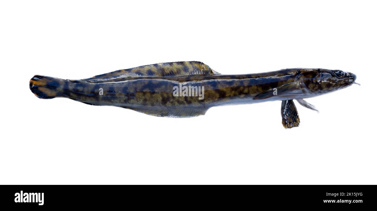 Asian-European Burbot (Lota lota lota) isolated on a white background, side view. Southern part of Lake Ladoga, Mouth of Svir river, Russia Stock Photo