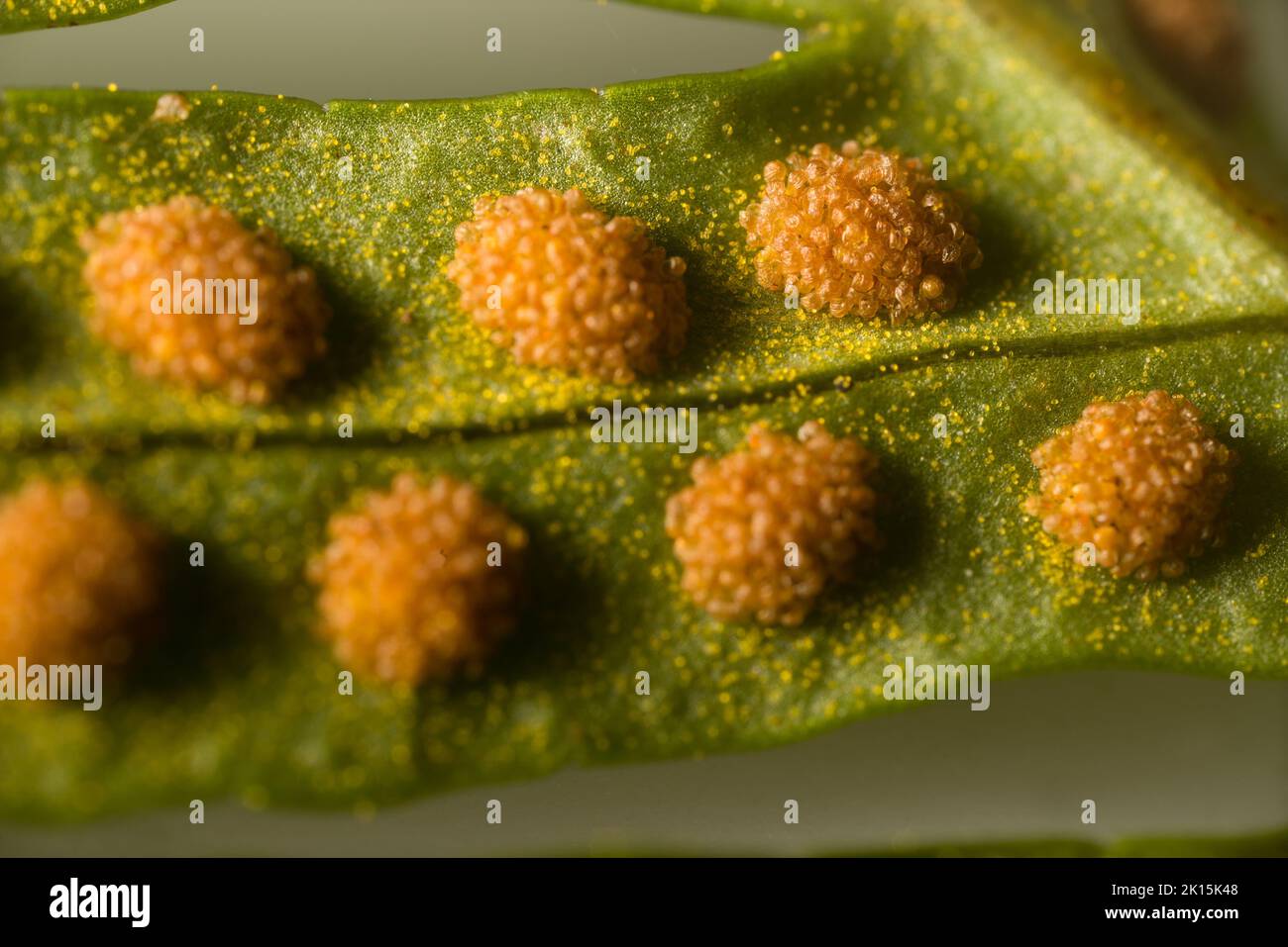 Fern-sporophyte leaves (probably Bracken (Pteris aquilina)); spores and sporangia - linear fruit dots (sori, sorus). Ultra macro Stock Photo