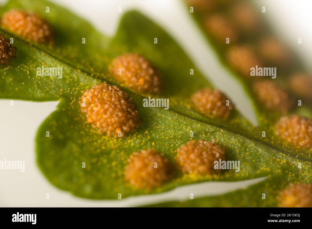 Fern-sporophyte leaves (probably Bracken (Pteris aquilina)); spores and sporangia - linear fruit dots (sori, sorus). Ultra macro Stock Photo