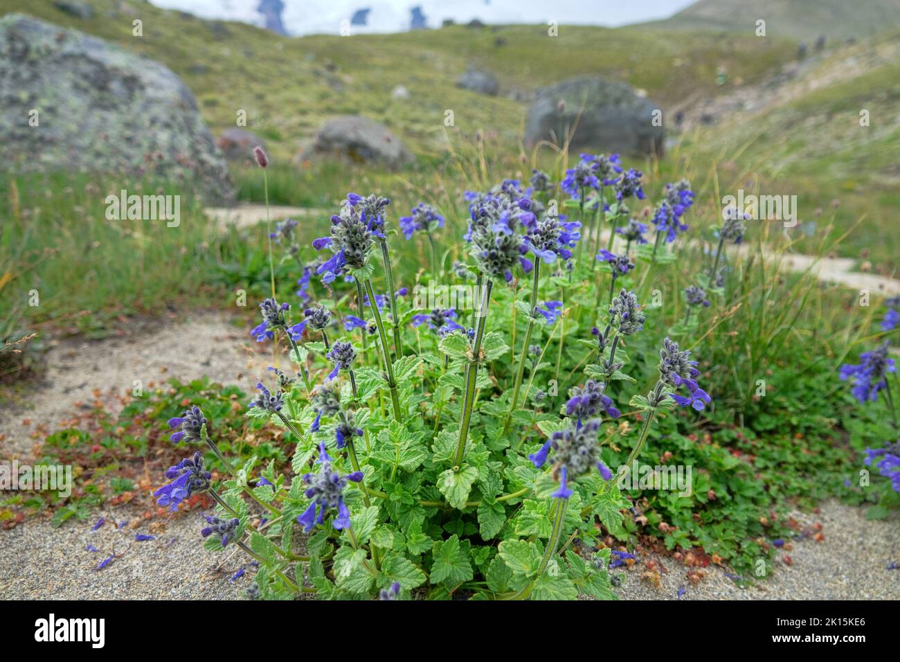 Purple Dracocephalum on the pastures of the Caucasus Stock Photo