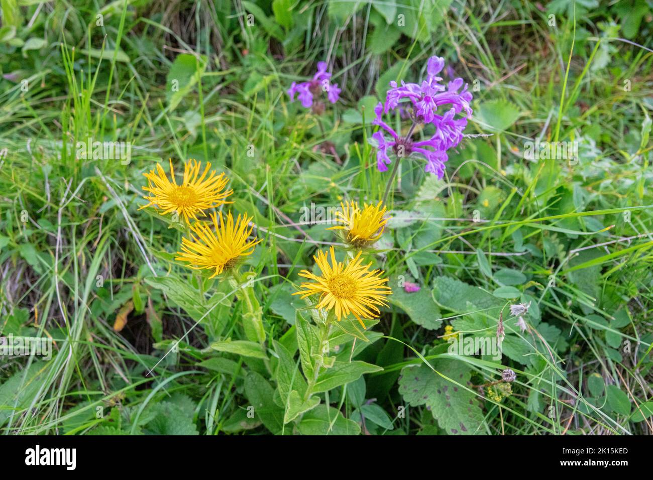 Elecampane, Horseheal (Inula helenium) on the mountain meadows of the Caucasus. Stunted mountain phenotype. Medicinal plant with anti-inflammatory eff Stock Photo