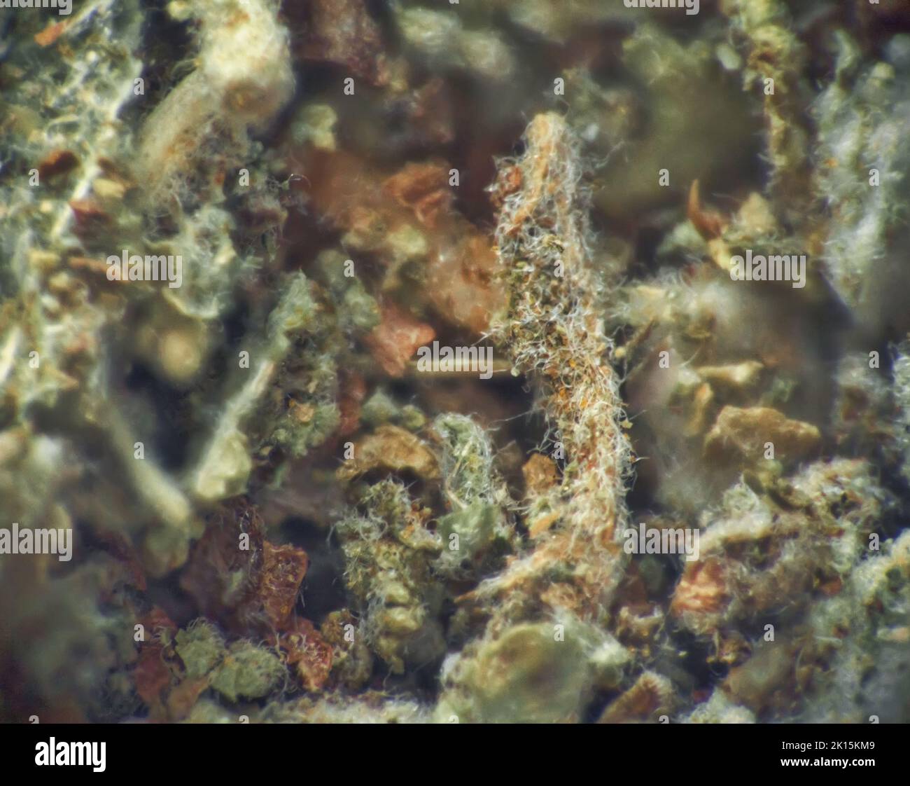 Herb repertory (dry vulnerary plants), officinal mixture for herbal tea