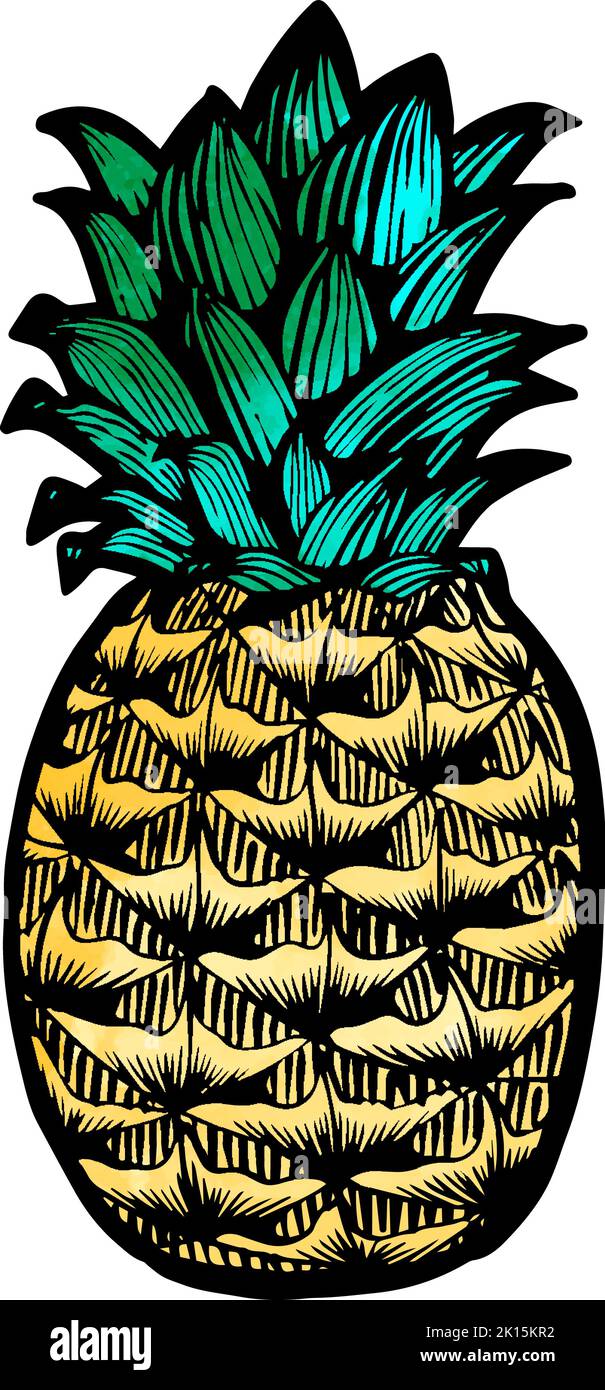 Watercolor style pineapple hand drawn illustration Stock Vector Image & Art Alamy