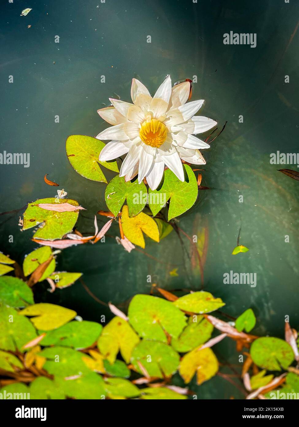 A vertical closeup shot of a water lily flower floating on a lake's ...