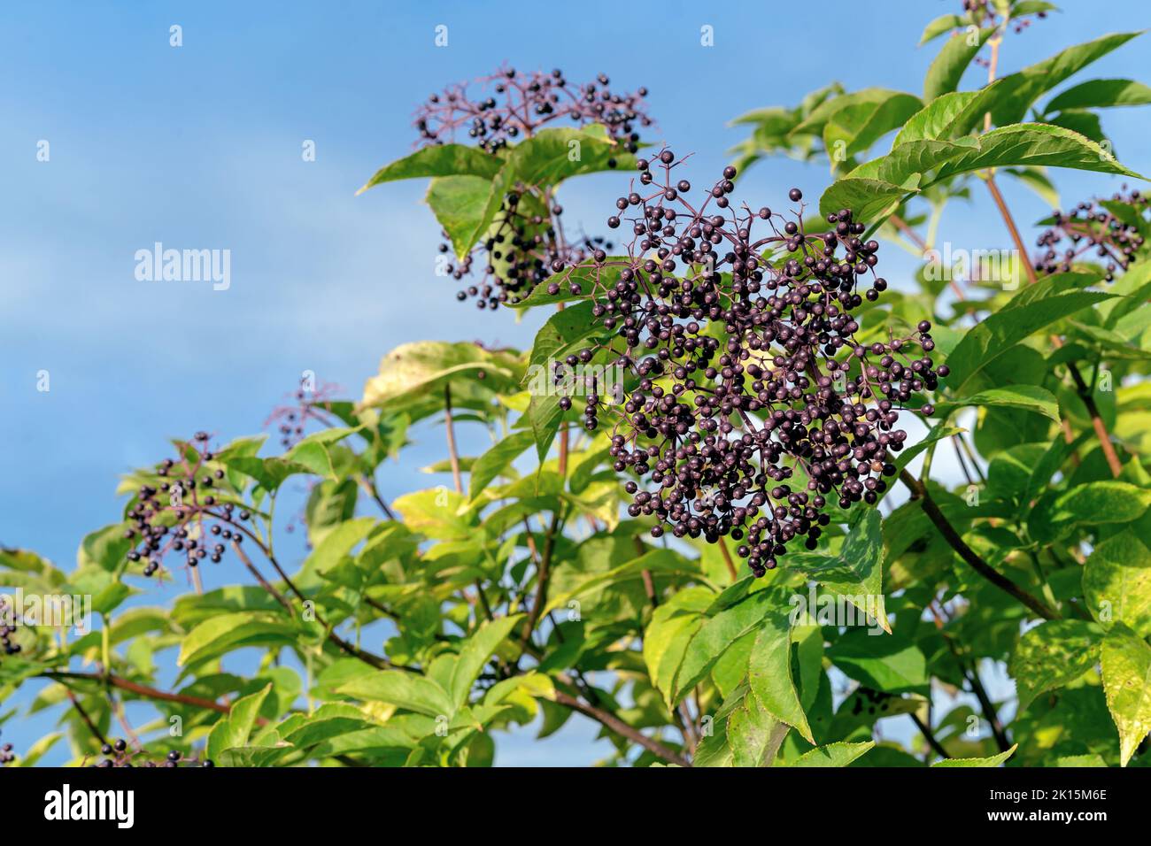 Ripe berries of black elderberry (Sambucus nigra) in autumn garden. Stock Photo