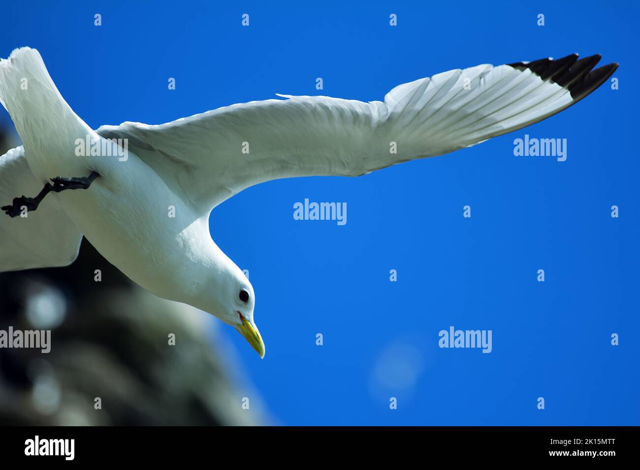 A seagull Kittiwake (Rissa tridactyla) in flight. Close-up Stock Photo
