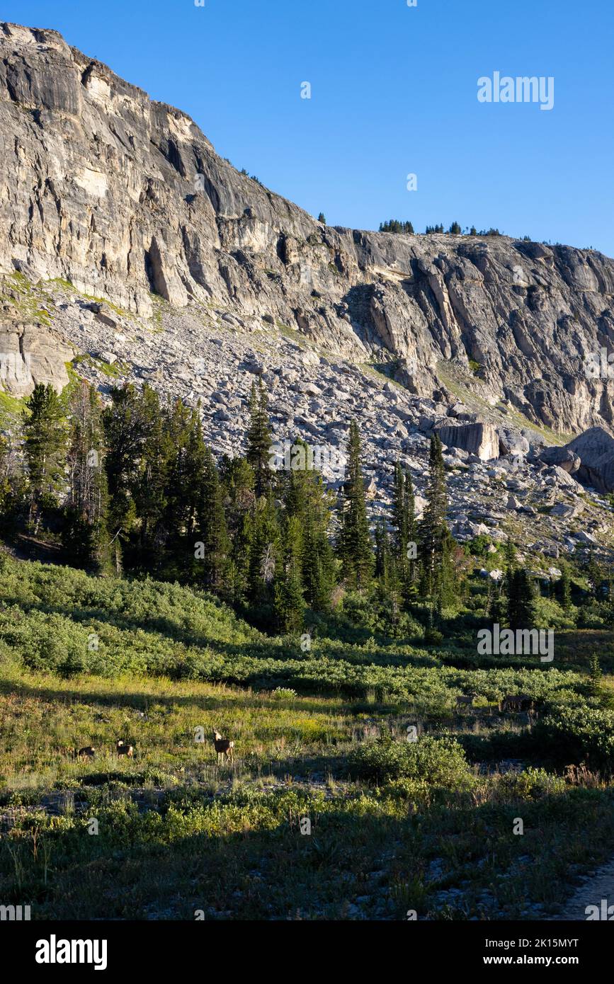 A mule deer doe and her two fawns grazing in a meadow below steep cliffs along the Death Canyon Shelf. Grand Teton National Park, Wyoming Stock Photo