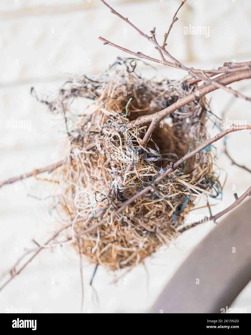 An empty Baltimore Oriole's bird's nest, Icterus galbula, attached to small branches, made of grasses and bits of plastic, fallen from a tree. Kansas, Stock Photo
