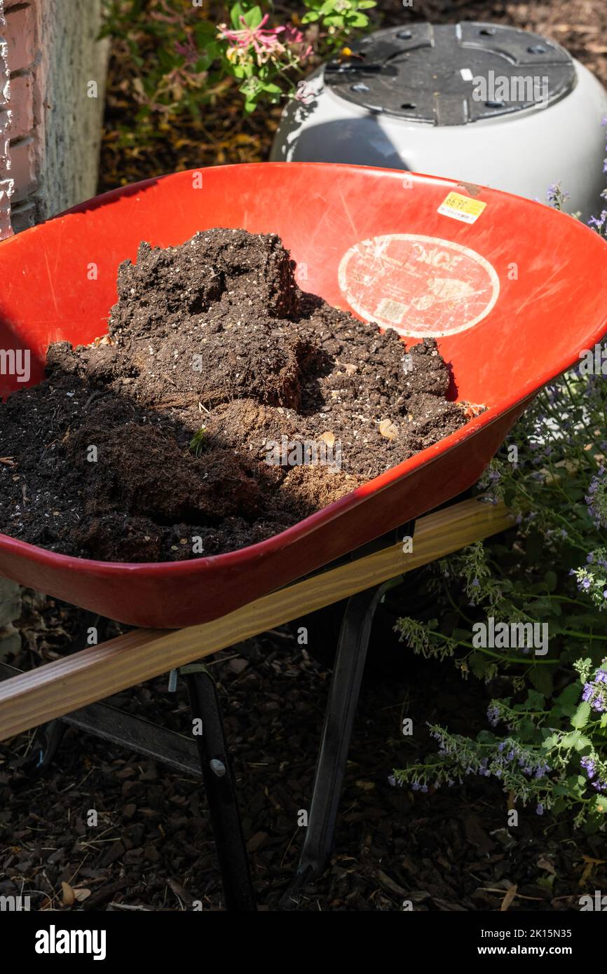 Red wheelbarrow with a load of old potting soil inside, parked in a flower garden. USA. Stock Photo