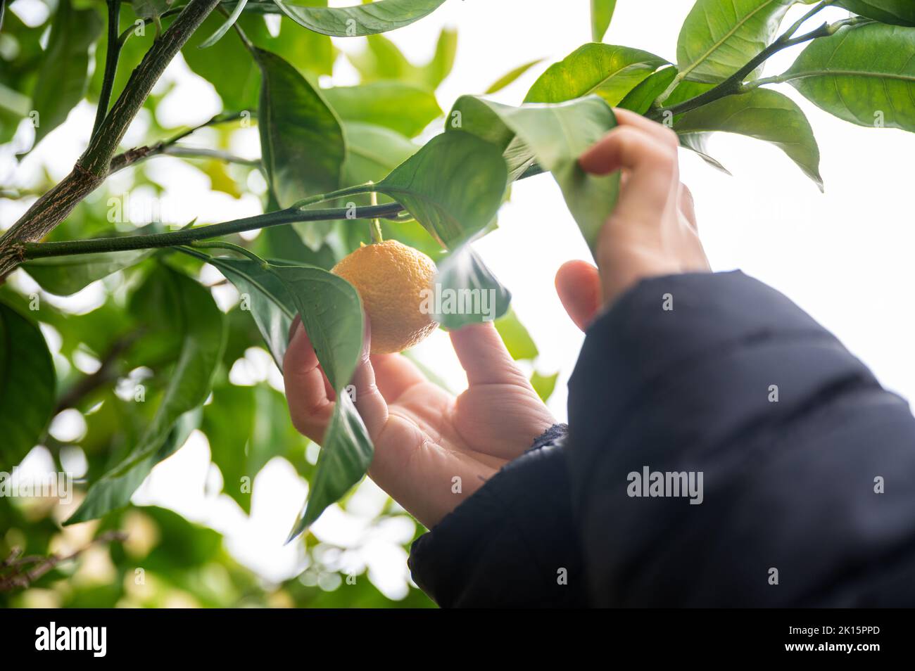 Low angle view of a child picking a ripe orange mandarine or tangerine growing on green tree in the spring. Stock Photo