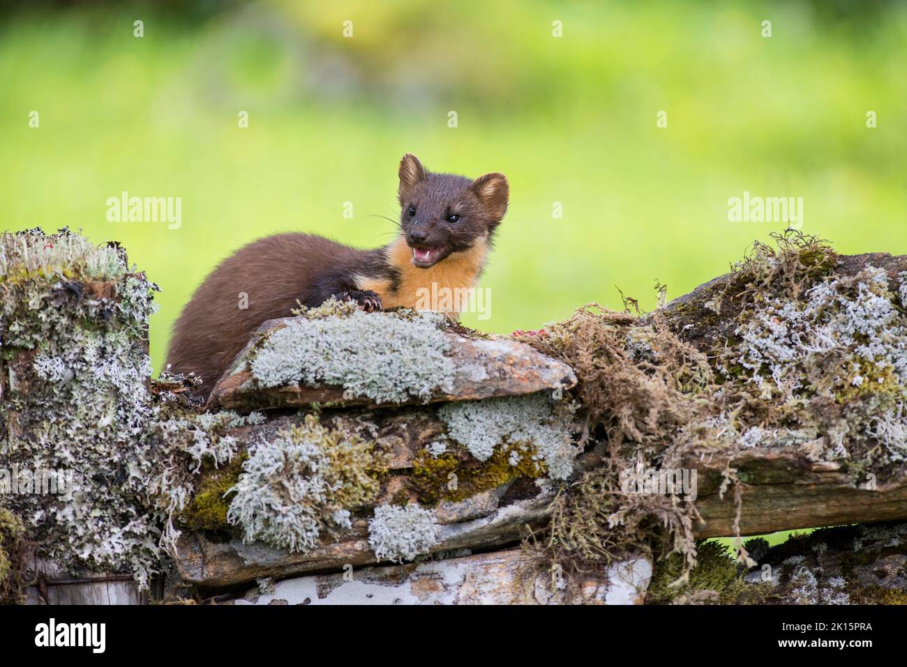 Pine marten (Martes martes) searching for food on a dry stone wall. Stock Photo