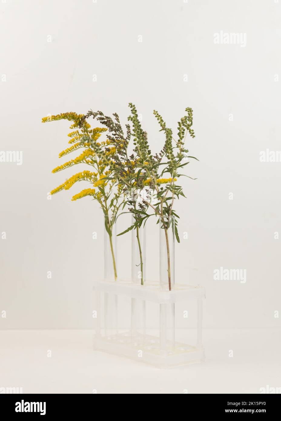 Ragweed, goldenrod and wormwood flowers in a glass vial. Blooming Ambrosia artemisiifolia is a dangerous allergenic plants, weed bushes pollen causes Stock Photo